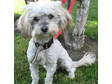 Adopt Lucy a Poodle, Havanese