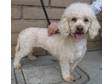 Adopt Daisy a Poodle