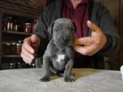adorable great dane puppies for adoption