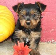 Charming Yorkie Puppies Loking for Good Homes