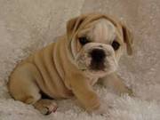 Lovely English Bulldog Puppy for a New Home