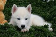 Quality Siberian Husky Puppies With Blue Eyes For Sale