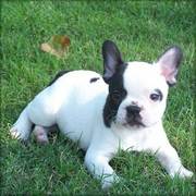 french bull dog puppy for a caring home