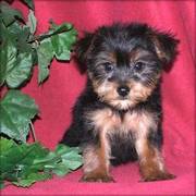 Yorkshire Terrier Puppy For Christmas