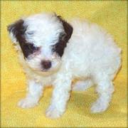 Poodle -- Toy Puppies For Sale