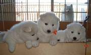 Ckc Samoyed Puppies Ready White Like Snow