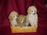 caniche puppies for adoption