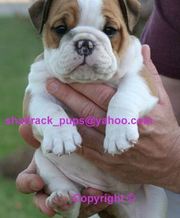 WELL TRAINED ENGLISH BULLDOG PUPPIES NOW AVAILABLE
