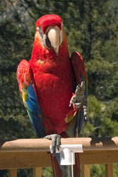 trian scarlet macaw parrot for lovely and caring home