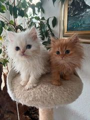 Purebred Persian kittens