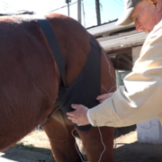 Equine Alternative Therapies