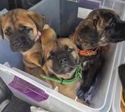 Beautiful Bull Mastiff Puppies Ready 
