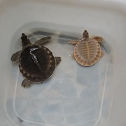 Male & Female Fly River Turtles For Sale In Canada Serious Inquiries