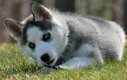 Healthy Siberian Husky Puppies For Free Adoption