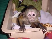 Baby monkey for a Loving Family